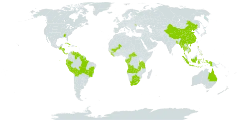 Eleocharis retroflexa world distribution map, present in Angola, Åland Islands, Andorra, Australia, Bangladesh, Belize, Bolivia (Plurinational State of), Brazil, Botswana, Central African Republic, China, Congo, Costa Rica, Cuba, Dominica, Ecuador, Gabon, Guinea, Guatemala, Guyana, Honduras, Indonesia, Jamaica, Liberia, Moldova (Republic of), Mali, Myanmar, Mauritius, Nicaragua, Nepal, Panama, Peru, Philippines, Puerto Rico, Sierra Leone, Suriname, Thailand, Tanzania, United Republic of, United States of America, Venezuela (Bolivarian Republic of), Viet Nam, Wallis and Futuna, South Africa, and Zambia