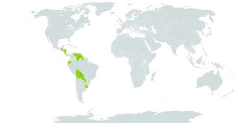 Eleocharis sellowiana var. sellowiana world distribution map, present in Bolivia (Plurinational State of), Costa Rica, Ecuador, Guatemala, Guyana, Honduras, Nicaragua, Panama, Paraguay, Uruguay, and Venezuela (Bolivarian Republic of)