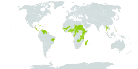 Eleocharis setifolia world distribution map, present in Benin, Belize, Brazil, Central African Republic, Congo, Costa Rica, Cuba, Dominica, Ethiopia, Ghana, Guinea, Guyana, Honduras, Jamaica, Kenya, Madagascar, Mali, Nigeria, Nicaragua, Panama, Philippines, Sudan, Senegal, Sierra Leone, Chad, Togo, Thailand, Tanzania, United Republic of, Venezuela (Bolivarian Republic of), and Zambia