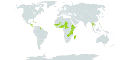 Eleocharis setifolia subsp. setifolia world distribution map, present in Benin, Belize, Central African Republic, Costa Rica, Cuba, Dominica, Ethiopia, Ghana, Guinea, Guyana, Honduras, Jamaica, Kenya, Madagascar, Mali, Nigeria, Nicaragua, Panama, Philippines, Senegal, Sierra Leone, Chad, Togo, Thailand, Tanzania, United Republic of, and Zambia