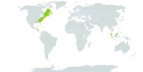 Eleocharis tenuis var. tenuis world distribution map, present in Åland Islands, Canada, Malaysia, Nicaragua, and United States of America