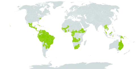 Elephantopus mollis world distribution map, present in Angola, Argentina, Antigua and Barbuda, Australia, Benin, Burkina Faso, Belize, Bolivia (Plurinational State of), Brazil, Barbados, Central African Republic, Côte d'Ivoire, Cameroon, Congo, Colombia, Costa Rica, Cuba, Dominica, Ecuador, Ethiopia, Fiji, Micronesia (Federated States of), Gabon, Guinea, Guadeloupe, Guinea-Bissau, Equatorial Guinea, Grenada, Guatemala, French Guiana, Guam, Guyana, Honduras, Indonesia, Jamaica, Lao People's Democratic Republic, Saint Lucia, Mexico, Mali, Northern Mariana Islands, Montserrat, Martinique, Malaysia, Nicaragua, Panama, Peru, Papua New Guinea, Puerto Rico, Paraguay, Senegal, El Salvador, South Sudan, Sao Tome and Principe, Suriname, Togo, Thailand, Tonga, Trinidad and Tobago, Uruguay, United States of America, Venezuela (Bolivarian Republic of), Viet Nam, South Africa, and Zambia