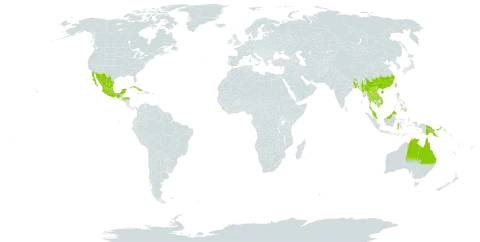 Elephantopus scaber world distribution map, present in American Samoa, Australia, Bangladesh, Bhutan, China, Cook Islands, Cuba, Honduras, Indonesia, India, Cambodia, Lao People's Democratic Republic, Sri Lanka, Mexico, Myanmar, Malaysia, Nepal, Philippines, Papua New Guinea, Singapore, Thailand, Taiwan, Province of China, and Viet Nam