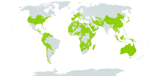 Eleusine world distribution map, present in Aruba, Afghanistan, Angola, Åland Islands, Andorra, Australia, Austria, Benin, Burkina Faso, Bangladesh, Bulgaria, Bahamas, Belize, Bermuda, Bolivia (Plurinational State of), Botswana, Central African Republic, Switzerland, Chile, China, Congo, Cook Islands, Colombia, Comoros, Costa Rica, Cuba, Cayman Islands, Czech Republic, Germany, Dominica, Algeria, Ecuador, Egypt, Eritrea, Spain, Ethiopia, Fiji, France, Micronesia (Federated States of), Gabon, Georgia, Ghana, Guinea, Gambia, Guinea-Bissau, Greece, Guatemala, Guyana, Honduras, Haiti, Hungary, Indonesia, Iran (Islamic Republic of), Italy, Jamaica, Japan, Kenya, Lao People's Democratic Republic, Liberia, Libya, Lesotho, Morocco, Moldova (Republic of), Madagascar, Maldives, Mali, Myanmar, Mozambique, Mauritania, Mauritius, Malaysia, Namibia, Norfolk Island, Nigeria, Nicaragua, Nepal, Nauru, Oman, Pakistan, Panama, Pitcairn, Peru, Philippines, Palau, Puerto Rico, Korea (Democratic People's Republic of), Portugal, Paraguay, Réunion, Rwanda, Saudi Arabia, Sudan, Senegal, Singapore, Solomon Islands, Sierra Leone, Somalia, Suriname, eSwatini, Seychelles, Turks and Caicos Islands, Chad, Togo, Thailand, Tokelau, Tonga, Tunisia, Tuvalu, Taiwan, Province of China, Tanzania, United Republic of, Uganda, Uruguay, United States of America, Uzbekistan, Venezuela (Bolivarian Republic of), Viet Nam, Vanuatu, Wallis and Futuna, Samoa, Yemen, Zambia, and Zimbabwe