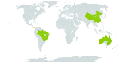 Eleutheranthera ruderalis world distribution map, present in Australia, Brazil, China, and Panama