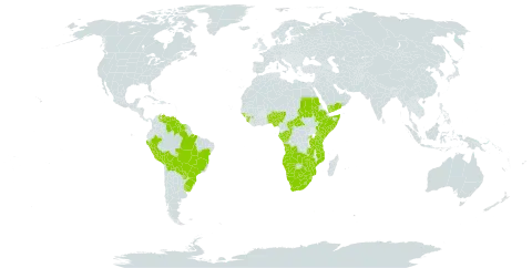 Elionurus muticus world distribution map, present in Angola, Benin, Burkina Faso, Bolivia (Plurinational State of), Brazil, Botswana, Central African Republic, Congo, Ethiopia, Gabon, Guinea, Guinea-Bissau, Guyana, Kenya, Lesotho, Mozambique, Namibia, Nigeria, Peru, Paraguay, Rwanda, Sudan, Sierra Leone, Somalia, Suriname, eSwatini, Tanzania, United Republic of, Uganda, Uruguay, Venezuela (Bolivarian Republic of), Yemen, South Africa, Zambia, and Zimbabwe