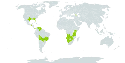 Elionurus tripsacoides world distribution map, present in Angola, Åland Islands, Bolivia (Plurinational State of), Brazil, Botswana, Cabo Verde, Georgia, Guatemala, Kenya, Namibia, Panama, Paraguay, Tanzania, United Republic of, Uganda, United States of America, Venezuela (Bolivarian Republic of), Zambia, and Zimbabwe