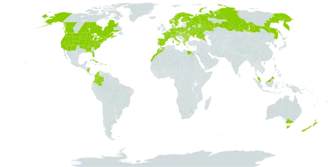 Elodea canadensis world distribution map, present in Åland Islands, Australia, Austria, Bulgaria, Belarus, Canada, Switzerland, Colombia, Cuba, Czech Republic, Germany, Denmark, Egypt, Spain, Finland, France, Micronesia (Federated States of), Greece, Hungary, Ireland, Italy, Jamaica, Morocco, Malaysia, Nicaragua, Netherlands, Norway, New Zealand, Palau, Poland, Puerto Rico, Portugal, Romania, Russian Federation, Sweden, Turks and Caicos Islands, Ukraine, and United States of America