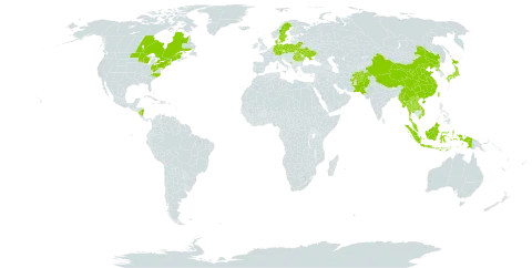 Elsholtzia ciliata world distribution map, present in Afghanistan, Belarus, Canada, China, Czech Republic, Germany, Denmark, Indonesia, Japan, Lao People's Democratic Republic, Myanmar, Montenegro, Malaysia, Nicaragua, Nepal, Pakistan, Poland, Korea (Democratic People's Republic of), Romania, Sweden, Thailand, Taiwan, Province of China, Ukraine, United States of America, and Viet Nam