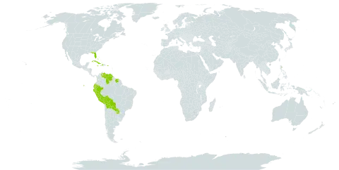 Eltroplectris world distribution map, present in Bahamas, Bolivia (Plurinational State of), Cuba, Cayman Islands, Dominica, Ecuador, Haiti, Jamaica, Peru, Puerto Rico, Paraguay, Suriname, United States of America, and Venezuela (Bolivarian Republic of)