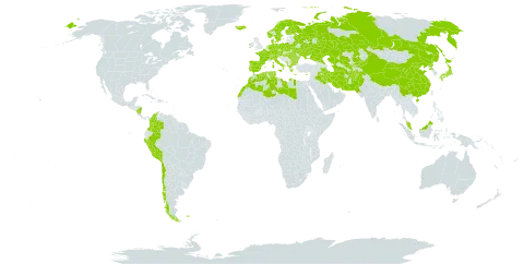 Elymus repens subsp. repens world distribution map, present in Afghanistan, Albania, Austria, Bulgaria, Belarus, Switzerland, Chile, China, Colombia, Cyprus, Czech Republic, Germany, Denmark, Algeria, Spain, Finland, Falkland Islands (Malvinas), France, Micronesia (Federated States of), Greece, Hungary, Ireland, Iran (Islamic Republic of), Iraq, Iceland, Italy, Japan, Kazakhstan, Kyrgyzstan, Libya, Morocco, Montenegro, Malaysia, Nicaragua, Netherlands, Norway, Pakistan, Peru, Poland, Korea (Democratic People's Republic of), Portugal, Romania, Russian Federation, Sweden, Turks and Caicos Islands, Turkmenistan, Tunisia, Ukraine, and Uzbekistan