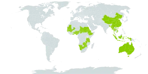 Elytrophorus spicatus world distribution map, present in Australia, Benin, Bangladesh, Botswana, China, Eritrea, Ethiopia, Ghana, Guinea-Bissau, Indonesia, Mali, Myanmar, Mauritania, Namibia, Nigeria, Nepal, Sudan, Senegal, Chad, Togo, Thailand, Tanzania, United Republic of, Viet Nam, Zambia, and Zimbabwe