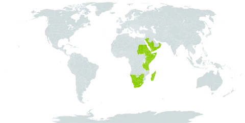 Endostemon tenuiflorus world distribution map, present in Botswana, Djibouti, Eritrea, Ethiopia, Kenya, Madagascar, Namibia, Oman, Saudi Arabia, Sudan, Somalia, Tanzania, United Republic of, Yemen, South Africa, and Zimbabwe