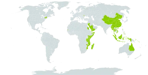 Enhalus acoroides world distribution map, present in Andorra, Australia, China, Indonesia, India, Kenya, Moldova (Republic of), Madagascar, Maldives, Myanmar, Mozambique, Malaysia, Philippines, Papua New Guinea, Saudi Arabia, Sudan, Solomon Islands, Somalia, Seychelles, Thailand, Tanzania, United Republic of, United States of America, Viet Nam, and Yemen