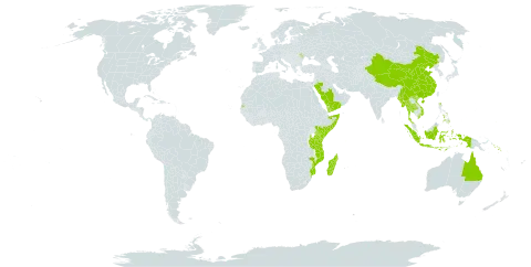 Enhalus world distribution map, present in Andorra, Australia, China, Micronesia (Federated States of), Indonesia, Kenya, Moldova (Republic of), Madagascar, Maldives, Myanmar, Mozambique, Philippines, Saudi Arabia, Solomon Islands, Somalia, Seychelles, Thailand, Tanzania, United Republic of, United States of America, Viet Nam, and Yemen