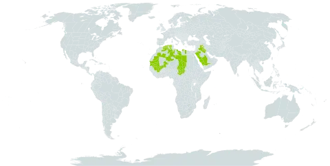 Ephedra alata subsp. alata world distribution map, present in Algeria, Iraq, Libya, Mali, Mauritania, Palau, Saudi Arabia, Singapore, and Chad