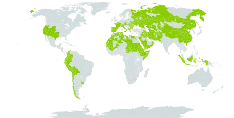 Ephedra world distribution map, present in Afghanistan, Albania, Austria, Bulgaria, Bolivia (Plurinational State of), Switzerland, Chile, China, Colombia, Cyprus, Czech Republic, Djibouti, Algeria, Ecuador, Egypt, Eritrea, Spain, Ethiopia, France, Greece, Hungary, Indonesia, Iran (Islamic Republic of), Iraq, Italy, Kazakhstan, Kyrgyzstan, Kuwait, Libya, Morocco, Mali, Montenegro, Mauritania, Nepal, Oman, Pakistan, Peru, Palau, Portugal, Romania, Russian Federation, Saudi Arabia, Sudan, Singapore, Somalia, Turks and Caicos Islands, Chad, Turkmenistan, Tunisia, Ukraine, Uruguay, United States of America, Uzbekistan, and Yemen