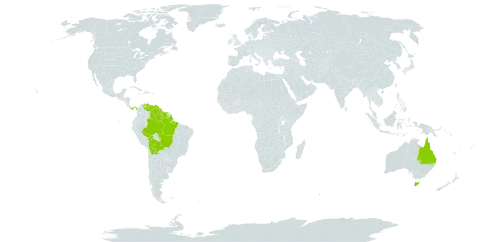 Epidendrum ibaguense world distribution map, present in Australia, Bolivia (Plurinational State of), Brazil, Guyana, Panama, Suriname, and Venezuela (Bolivarian Republic of)