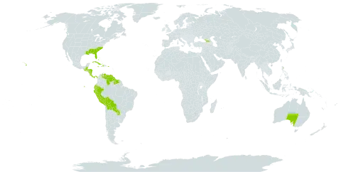 Epidendrum world distribution map, present in Åland Islands, Australia, Bahamas, Belize, Bolivia (Plurinational State of), Costa Rica, Cuba, Cayman Islands, Dominica, Ecuador, Georgia, Guatemala, Guyana, Honduras, Haiti, Jamaica, Nicaragua, Panama, Peru, Puerto Rico, Paraguay, Suriname, United States of America, and Venezuela (Bolivarian Republic of)