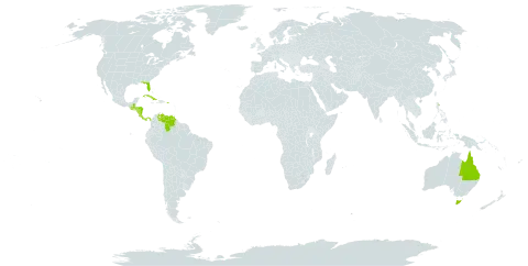 Epidendrum radicans world distribution map, present in Australia, Costa Rica, Cuba, Guatemala, Honduras, Nicaragua, Panama, Puerto Rico, United States of America, and Venezuela (Bolivarian Republic of)