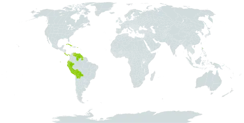 Epidendrum vincentinum world distribution map, present in Bolivia (Plurinational State of), Costa Rica, Cuba, Dominica, Ecuador, Guyana, Panama, Peru, Puerto Rico, and Venezuela (Bolivarian Republic of)