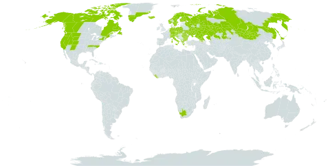 Epilobium anagallidifolium world distribution map, present in Albania, Andorra, Armenia, Austria, Bulgaria, Canada, Switzerland, China, Czech Republic, Germany, Spain, Finland, France, United Kingdom of Great Britain and Northern Ireland, Georgia, Greece, Greenland, Croatia, Iceland, Italy, Japan, Kazakhstan, Liberia, Liechtenstein, North Macedonia, Mongolia, Norway, Poland, Romania, Russian Federation, Slovakia, Slovenia, Sweden, Ukraine, United States of America, and South Africa