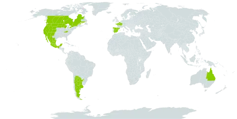 Epilobium brachycarpum world distribution map, present in Argentina, Australia, Canada, Spain, France, Mexico, and United States of America