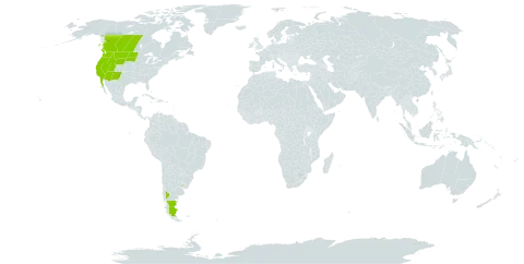 Epilobium campestre world distribution map, present in Argentina, Canada, Mexico, Uruguay, and United States of America