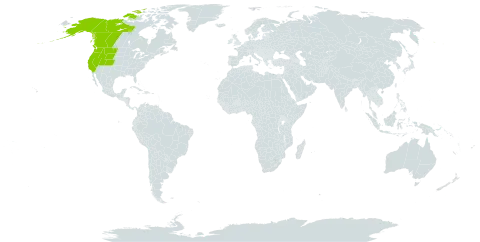 Epilobium clavatum world distribution map, present in Canada and United States of America