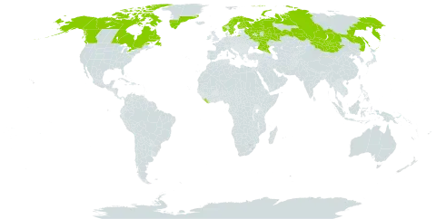 Epilobium davuricum world distribution map, present in Canada, Finland, Greenland, Liberia, Mongolia, Norway, Russian Federation, Sweden, and United States of America