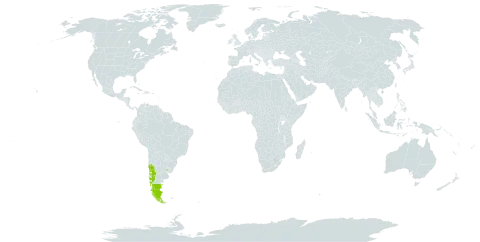 Epilobium glaucum world distribution map, present in Argentina, Chile, and Uruguay