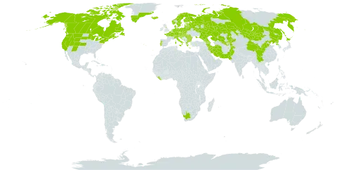 Epilobium palustre world distribution map, present in Afghanistan, Andorra, Armenia, Austria, Azerbaijan, Belgium, Bulgaria, Bosnia and Herzegovina, Belarus, Canada, Switzerland, China, Czech Republic, Germany, Denmark, Spain, Estonia, Finland, France, United Kingdom of Great Britain and Northern Ireland, Georgia, Greece, Greenland, Croatia, Hungary, India, Iran (Islamic Republic of), Iceland, Italy, Japan, Kazakhstan, Kyrgyzstan, Liberia, Liechtenstein, Lithuania, Luxembourg, Latvia, North Macedonia, Montenegro, Mongolia, Netherlands, Norway, Nepal, Pakistan, Poland, Korea (Democratic People's Republic of), Portugal, Romania, Russian Federation, Saint Pierre and Miquelon, Serbia, Slovakia, Slovenia, Sweden, Tajikistan, Ukraine, United States of America, Uzbekistan, and South Africa