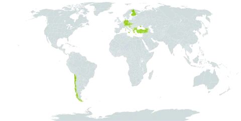 Epilobium tetragonum subsp. lamyi world distribution map, present in Armenia, Austria, Bulgaria, Bosnia and Herzegovina, Switzerland, Chile, Czech Republic, Germany, Spain, Finland, France, Georgia, Greece, Croatia, Italy, North Macedonia, Montenegro, Portugal, Serbia, Slovakia, Turkey, and Ukraine