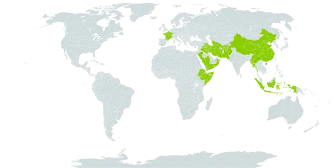 Epipactis veratrifolia world distribution map, present in Afghanistan, China, Cyprus, Ethiopia, France, Indonesia, Iran (Islamic Republic of), Iraq, Myanmar, Nepal, Oman, Pakistan, Palau, Saudi Arabia, Singapore, Somalia, Turks and Caicos Islands, Turkmenistan, and Yemen