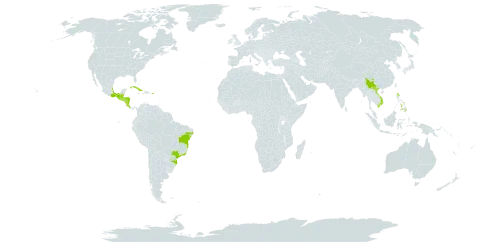 Epiphyllum oxypetalum world distribution map, present in Belize, Brazil, China, Costa Rica, Cuba, Guatemala, Honduras, Mexico, Marshall Islands, Nicaragua, Pitcairn, Philippines, Puerto Rico, El Salvador, United States of America, and Viet Nam