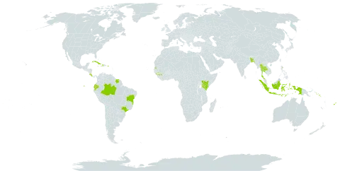 Epipremnum aureum world distribution map, present in Bangladesh, Bermuda, Brazil, Cook Islands, Costa Rica, Cuba, Dominica, Ecuador, Fiji, Guinea, Haiti, Indonesia, Kenya, Puerto Rico, Solomon Islands, Suriname, Seychelles, and Thailand