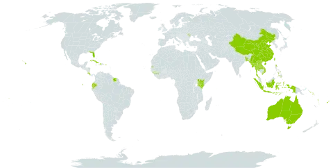 Epipremnum world distribution map, present in Andorra, Australia, Bangladesh, Bermuda, China, Cook Islands, Costa Rica, Cuba, Dominica, Ecuador, Fiji, Guinea, Haiti, Indonesia, Kenya, Lao People's Democratic Republic, Moldova (Republic of), Myanmar, Philippines, Puerto Rico, Solomon Islands, Suriname, Seychelles, Thailand, Tonga, Taiwan, Province of China, United States of America, Viet Nam, Vanuatu, Wallis and Futuna, and Samoa