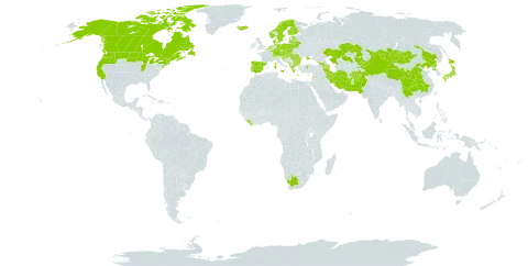 Equisetum palustre world distribution map, present in Afghanistan, Albania, Andorra, Armenia, Austria, Azerbaijan, Belgium, Bulgaria, Bosnia and Herzegovina, Belarus, Canada, Switzerland, China, Czech Republic, Germany, Denmark, Spain, Estonia, Finland, France, United Kingdom of Great Britain and Northern Ireland, Georgia, Greece, Croatia, Hungary, India, Iran (Islamic Republic of), Iceland, Italy, Japan, Kazakhstan, Kyrgyzstan, Lebanon, Liberia, Liechtenstein, Lithuania, Luxembourg, Latvia, North Macedonia, Malta, Montenegro, Mongolia, Netherlands, Norway, Nepal, Pakistan, Poland, Korea (Democratic People's Republic of), Portugal, Romania, San Marino, Serbia, Slovakia, Slovenia, Sweden, Turkey, Ukraine, United States of America, and South Africa