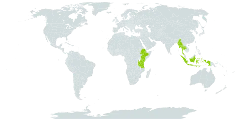 Eragrostiella bifaria var. bifaria world distribution map, present in Andorra, Ethiopia, Indonesia, Kenya, Myanmar, Thailand, and Tanzania, United Republic of