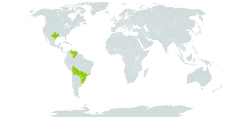 Eragrostis airoides world distribution map, present in Bolivia (Plurinational State of), Brazil, Cuba, Paraguay, Uruguay, United States of America, and Venezuela (Bolivarian Republic of)