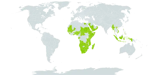 Eragrostis aspera world distribution map, present in Angola, Benin, Burkina Faso, Botswana, Central African Republic, Djibouti, Egypt, Eritrea, Ethiopia, Gabon, Ghana, Guinea, Gambia, Guinea-Bissau, Indonesia, Kenya, Madagascar, Mali, Myanmar, Mozambique, Mauritania, Mauritius, Namibia, Nigeria, Oman, Philippines, Rwanda, Saudi Arabia, Sudan, Senegal, Sierra Leone, Somalia, eSwatini, Chad, Togo, Tanzania, United Republic of, Uganda, Viet Nam, Yemen, South Africa, Zambia, and Zimbabwe