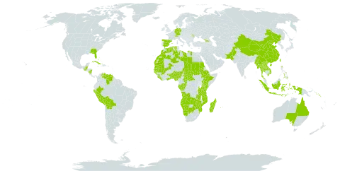 Eragrostis atrovirens world distribution map, present in Angola, Åland Islands, Australia, Benin, Burkina Faso, Bahamas, Belize, Bolivia (Plurinational State of), Botswana, Central African Republic, Switzerland, China, Congo, Cuba, Germany, Algeria, Spain, Ethiopia, Gabon, Georgia, Ghana, Guinea, Gambia, Guinea-Bissau, Guatemala, Indonesia, Kenya, Lao People's Democratic Republic, Liberia, Libya, Morocco, Moldova (Republic of), Madagascar, Mali, Myanmar, Mozambique, Mauritania, Mauritius, Namibia, Nigeria, Nicaragua, Nepal, Pakistan, Peru, Philippines, Réunion, Sudan, Senegal, Solomon Islands, Sierra Leone, Chad, Togo, Thailand, Taiwan, Province of China, Tanzania, United Republic of, Uganda, United States of America, Venezuela (Bolivarian Republic of), Viet Nam, Zambia, and Zimbabwe