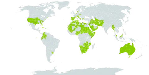 Eragrostis barrelieri world distribution map, present in Afghanistan, Åland Islands, Australia, Botswana, Switzerland, Colombia, Cuba, Czech Republic, Dominica, Denmark, Algeria, Ecuador, Egypt, Eritrea, Spain, Ethiopia, France, Greece, Haiti, Iran (Islamic Republic of), Iraq, Italy, Jamaica, Kuwait, Libya, Morocco, Mali, Myanmar, Mozambique, Mauritania, Malaysia, Namibia, Nigeria, Netherlands, Oman, Pakistan, Palau, Puerto Rico, Portugal, Saudi Arabia, Sudan, Singapore, Somalia, eSwatini, Turks and Caicos Islands, Chad, Turkmenistan, Tunisia, Uruguay, United States of America, Yemen, South Africa, Zambia, and Zimbabwe