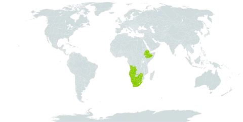 Eragrostis biflora world distribution map, present in Angola, Botswana, Ethiopia, Namibia, South Africa, and Zimbabwe