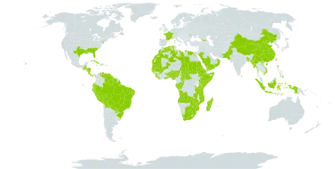 Eragrostis ciliaris world distribution map, present in Aruba, Angola, Åland Islands, Benin, Burkina Faso, Bangladesh, Bahamas, Belize, Bermuda, Bolivia (Plurinational State of), Brazil, Botswana, Central African Republic, China, Congo, Comoros, Costa Rica, Cuba, Cayman Islands, Djibouti, Dominica, Algeria, Ecuador, Egypt, Eritrea, Ethiopia, France, Gabon, Georgia, Ghana, Guinea, Gambia, Guinea-Bissau, Guatemala, Guyana, Honduras, Haiti, Indonesia, Jamaica, Kenya, Liberia, Libya, Morocco, Moldova (Republic of), Madagascar, Mali, Myanmar, Mozambique, Mauritania, Mauritius, Nigeria, Nicaragua, Oman, Pakistan, Panama, Peru, Philippines, Puerto Rico, Paraguay, Réunion, Rwanda, Saudi Arabia, Sudan, Senegal, Sierra Leone, Somalia, Suriname, eSwatini, Seychelles, Chad, Togo, Taiwan, Province of China, Tanzania, United Republic of, Uganda, United States of America, Venezuela (Bolivarian Republic of), Viet Nam, Yemen, South Africa, Zambia, and Zimbabwe