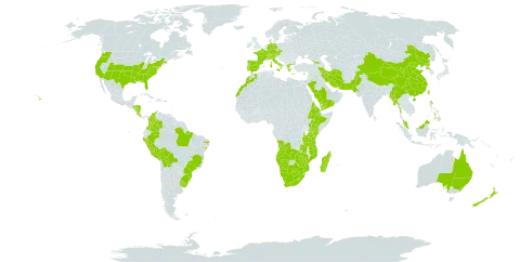 Eragrostis curvula world distribution map, present in Angola, Åland Islands, Australia, Austria, Burkina Faso, Bolivia (Plurinational State of), Brazil, Botswana, Switzerland, China, Colombia, Costa Rica, Cayman Islands, Cyprus, Czech Republic, Germany, Eritrea, Spain, Ethiopia, France, Georgia, Greece, Honduras, Iran (Islamic Republic of), Italy, Kenya, Lesotho, Morocco, Madagascar, Myanmar, Mozambique, Mauritius, Malaysia, Namibia, Nicaragua, New Zealand, Pakistan, Peru, Philippines, Puerto Rico, Korea (Democratic People's Republic of), Portugal, Réunion, Saudi Arabia, eSwatini, Turks and Caicos Islands, Taiwan, Province of China, Tanzania, United Republic of, Uruguay, United States of America, Yemen, South Africa, Zambia, and Zimbabwe