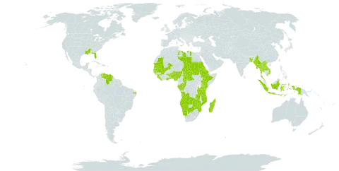 Eragrostis gangetica world distribution map, present in Angola, Åland Islands, Benin, Burkina Faso, Bangladesh, Belize, Brazil, Botswana, Central African Republic, Congo, Cabo Verde, Eritrea, Ethiopia, Gabon, Ghana, Guinea, Gambia, Guinea-Bissau, Indonesia, Kenya, Lao People's Democratic Republic, Liberia, Libya, Madagascar, Mali, Myanmar, Mozambique, Mauritania, Namibia, Nigeria, Nepal, Sudan, Senegal, Sierra Leone, Chad, Togo, Thailand, Tanzania, United Republic of, Uganda, United States of America, Venezuela (Bolivarian Republic of), Viet Nam, Zambia, and Zimbabwe