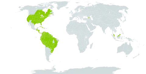 Eragrostis hypnoides world distribution map, present in Åland Islands, Belize, Bolivia (Plurinational State of), Brazil, Canada, Colombia, Costa Rica, Cuba, Dominica, Ecuador, Micronesia (Federated States of), Georgia, Guatemala, Guyana, Honduras, Haiti, Jamaica, Malaysia, Nicaragua, Panama, Peru, Puerto Rico, Paraguay, Suriname, Uruguay, United States of America, and Venezuela (Bolivarian Republic of)