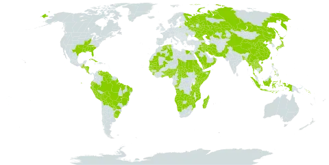 Eragrostis japonica world distribution map, present in Angola, Åland Islands, Andorra, Benin, Burkina Faso, Bangladesh, Bolivia (Plurinational State of), Brazil, Botswana, Central African Republic, China, Congo, Costa Rica, Cuba, Algeria, Ecuador, Egypt, Eritrea, Ethiopia, Georgia, Ghana, Guinea, Gambia, Guinea-Bissau, Guatemala, Guyana, Honduras, Indonesia, Iran (Islamic Republic of), Iraq, Japan, Kazakhstan, Kenya, Lao People's Democratic Republic, Moldova (Republic of), Madagascar, Mali, Myanmar, Mozambique, Mauritania, Namibia, Nigeria, Nicaragua, Nepal, Oman, Pakistan, Peru, Philippines, Palau, Korea (Democratic People's Republic of), Paraguay, Russian Federation, Saudi Arabia, Sudan, Senegal, Singapore, Solomon Islands, Sierra Leone, Somalia, eSwatini, Chad, Togo, Thailand, Taiwan, Province of China, Tanzania, United Republic of, Uganda, Uruguay, United States of America, Venezuela (Bolivarian Republic of), Viet Nam, Yemen, Zambia, and Zimbabwe