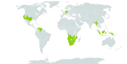 Eragrostis lehmanniana world distribution map, present in Angola, Bangladesh, Botswana, Switzerland, Germany, Indonesia, Lesotho, Myanmar, Mozambique, Namibia, United States of America, Venezuela (Bolivarian Republic of), South Africa, Zambia, and Zimbabwe